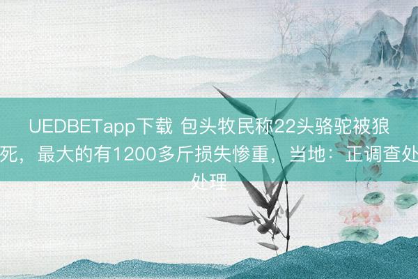 UEDBETapp下载 包头牧民称22头骆驼被狼咬死，最大的有1200多斤损失惨重，当地：正调查处理