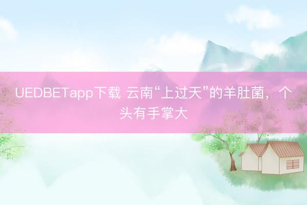UEDBETapp下载 云南“上过天”的羊肚菌，个头有手掌大