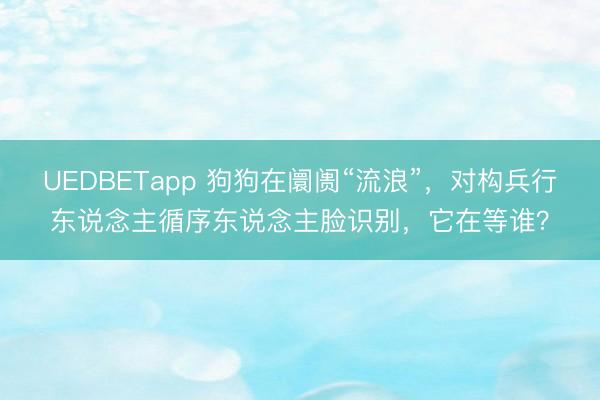 UEDBETapp 狗狗在阛阓“流浪”,对构兵行东说念主循序东说念主脸识别,它在等谁?